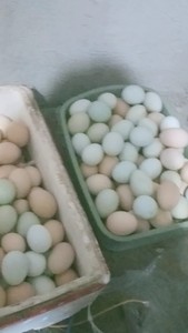 农村散养鸡鸡蛋   鸡没吃过饲料     无鸡素无抗生素