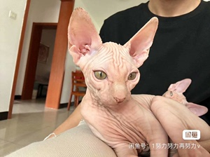 司芬克斯无毛猫 自家养的 父母都是纯白立耳高脚