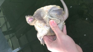 黄金甲杂佛鳄龟 冷水养的白白胖胖 小肥猪一只 背甲14～15