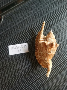 雄鸡凤凰螺，产地：巴西，标本级，完美，仅此一枚