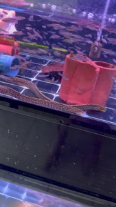 淡水黄金虎鳗鱼黄金豹纹鳗活体又鱼电鳗鱼南美大型凶猛鱼淡水观赏