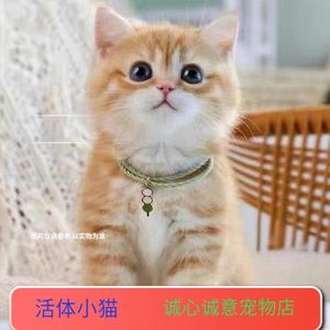 中华田园猫咪狸白猫幼猫白色家养宠物猫咪可爱白猫英短猫咪小猫咪