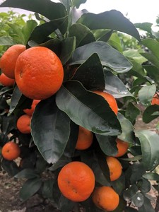 出售各类橘子树苗，有红美人，葡萄柚，黄岩蜜桔，沃柑，金桔。