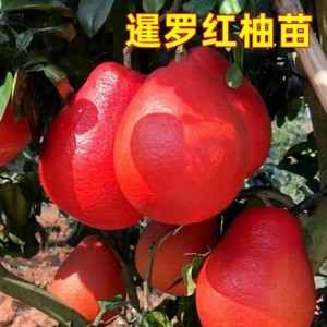 新品种泰国暹罗红柚苗正品嫁接红皮红肉三红蜜柚树苗盘栽地栽南北