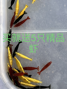 精品金背虾黑巧克力虾血红玛丽虾。三种虾可以自由组合，或只要一