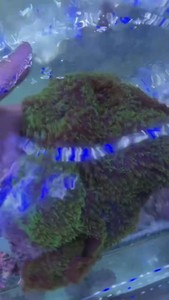印尼紫绿地毯菇珊瑚 人工香菇珊瑚 荧光绿地毯菇珊瑚  绿毛菇