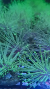 皮革珊瑚，二绿非皮，母体须12+，自己缸里繁殖的，皮面2厘米