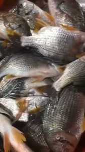 本港海钓黄翅鱼，黄脚立，赤翅黄鳍鲷海鱼海鲜水产，黄翅鱼是一种