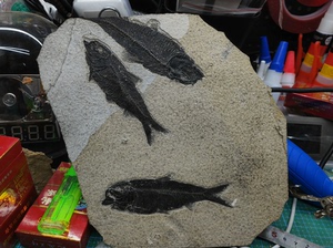美国绿河组鱼化石，绿河鱼化石，艾氏鱼化石群板，独板无裂，自己