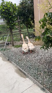 太吵了！出异色狮头鹅，一公一母，2年半鹅 下蛋中，广州南沙自