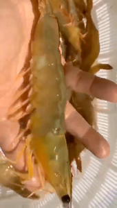 野生爆膏青背白虾你吃过带膏的海虾吗，试试青背虾，背部都是虾黄