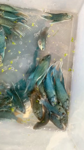 中国斗鱼无纹蓝，规格5到8cm零售价格6元一条，不对图，不包