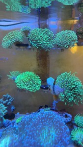 正宗荧光笔皮革珊瑚，二绿非皮皮革珊瑚，超长须皮革珊瑚，须长可