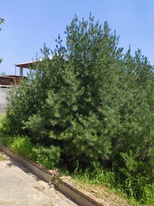 白皮松 松树10年以上，苗高度：1.5米高  2米 3米4米