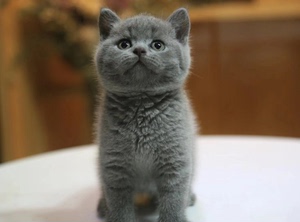 英国短毛猫幼猫宠物猫英短蓝猫活体粘人小猫活物英短猫猫咪活幼体