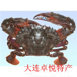 大连庄河海鲜 鲜活新鲜大赤甲红/石甲红/螃蟹/一只4~5两肥鲜