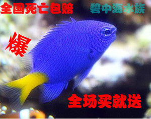 海水鱼活体珊瑚观赏鱼小鱼 特价 黃尾蓝魔青么三点白金丝雀