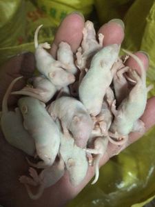 小白鼠乳鼠白霜大约7到9天上下的刚刚长毛，无菌级的江浙沪包邮，