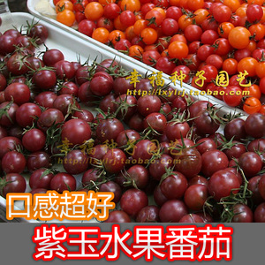 【紫玉水果番茄】樱桃番茄种子 彩色水果番茄 特菜种子 阳台盆栽
