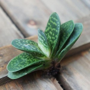 子宝多肉植物 淘宝拼多多热销子宝多肉植物货源拿货 阿里巴巴货源 子宝多肉植物 淘宝拼多多热销子宝多肉植物货源拿货 阿里巴巴货源