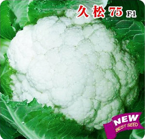 台湾优质75天中熟青梗松花菜种子比亚久有机散花蔬菜2千粒包邮