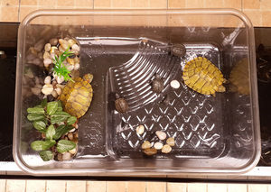 龟苗箱 透明龟苗箱 水族箱陆龟水龟鱼缸养殖箱塑料箱龟苗保温箱
