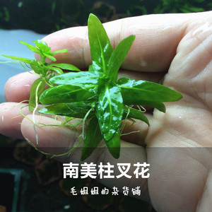 南美叉柱花袖珍青叶柳鱼缸水族箱造景活体水草前景草柱叉花带根