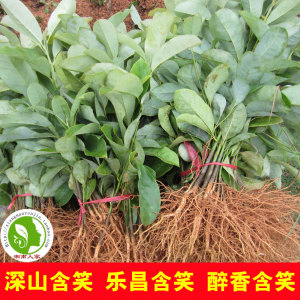 深山含笑树苗 乐昌含笑苗 醉香含笑苗 行道庭院绿化苗木 浓香花卉