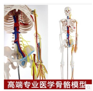 颐诺正品人体骨骼模型神经肌肉起止骨架小针刀脊柱模型