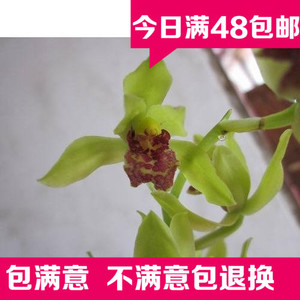 蕙兰 兰花 苗 特价促销超漂亮花奔盆栽植物蕙兰 瓣形花