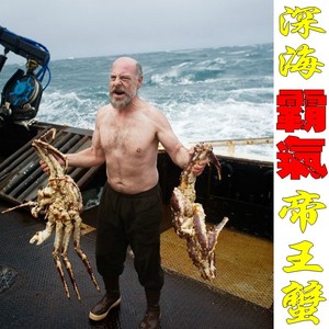 鲜活急冻生帝王蟹皇帝蟹超大螃蟹海鲜产品冰鲜105一斤不是一只
