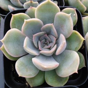 菲奥娜多肉植物防辐射多肉植物组合盆栽绿植室内植物室内盆栽 阿里巴巴找货神器