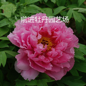 菏泽牡丹花苗  肉芙蓉 真品满百包邮 包成活