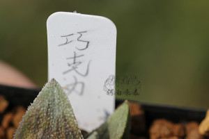 巧克力寿多肉 巧克力寿多肉品牌 价格 阿里巴巴