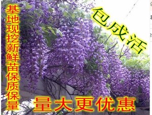 紫藤树苗爬滕植物 多花紫藤庭院植物 大苗当年开花