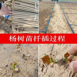 植树节树苗白杨树公路植树造林绿化苗F杨树苗工程植物苗木小树苗