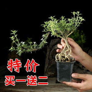 悬崖六月雪盆栽金边提根造型盆景老桩办公桌趣味大苗绿植红花微型