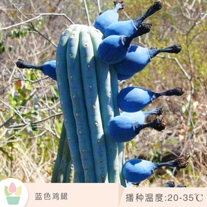 蓝棱柱毛柱属8-10cm沙漠植物蓝色仙人柱多肉植物室内花卉仙人球