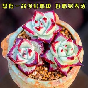 乌木多肉植物口红黑檀汁黄皮进口种子繁殖叶层多颗拼Z盘不含花盆