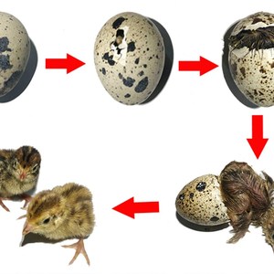 沙维大鹌鹑受精蛋超大沙维鹌鹑y种蛋法国巨型大沙维鹌鹑可孵化种