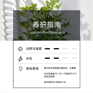 七叶莲鸭脚木绿色叶片p四季常青室内阳台桌面绿植盆栽花卉植物美