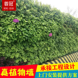 垂直绿化植物墙绿植真植物架子挂壁室外景观工程花盆生态自动灌溉