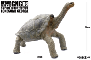 Rebor GNG06 孤独乔治1:6加拉帕戈斯象龟平塔岛象龟 仿真模型玩具