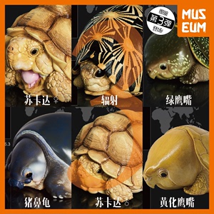 动物星球心宽体胖辐射陆龟苏卡达猪鼻乌龟模型周边手办树脂龟玩具
