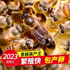意蜂蜂王特级种王蜜型高产蜂王美意松丹黑蜂中蜜一号产卵王产子王