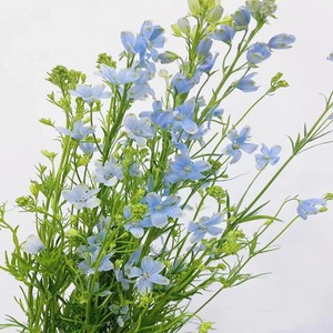 好品质国产小飞燕草花粉白色蓝色家用鲜花水养鲜花  速递上海直发