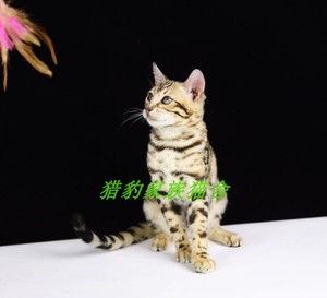 孟加拉豹猫/赛级/TICA注册猫/孟加拉豹猫玫瑰纹/木炭色豹猫/银色