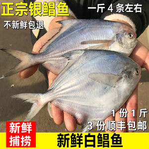 野生新鲜白鲳鱼鲜活大白鲳鱼冷冻水产银鲳鱼海鱼大鲳鳊鱼平鱼海鲜
