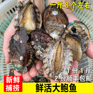 海鲜水产鲜活特大鲍鱼 新鲜活鲍鱼小鲍鱼 野生大鲍鱼8头精品包邮