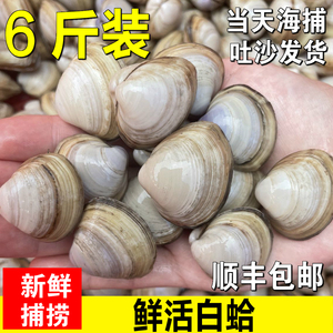 野生鲜活白蛤蜊新鲜无沙大白蚬子花蛤海鲜贝壳类水产花甲包邮